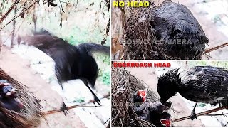 Mother DROWNED in RAIN to SAVE Her Baby Birds Day 4 FULL VIDEO 5