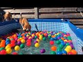 Funny Beagle Pool Ball Pit Party : Louie & Marie