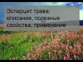 Эспарцет трава: описание, полезные свойства, применение