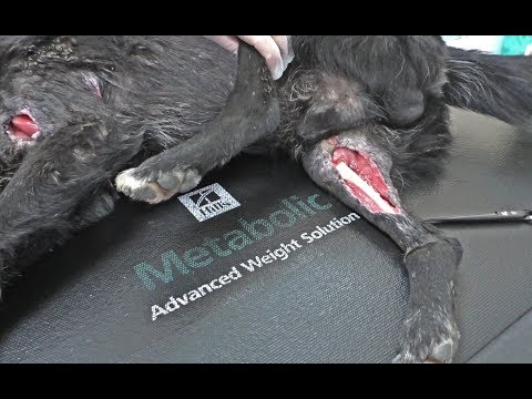 Video: Tratamente pentru obezitate: vârfurile pentru câinii cu grăsimi