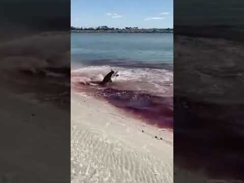 فيديو: هل ضربت الدلافين أسماك القرش؟