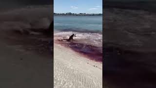 عراك بين القرش و الدولفين على الشاطئ 🙄