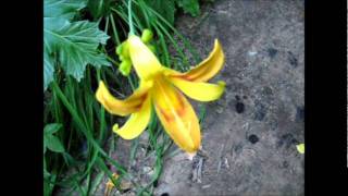 Are Day Lilies Edible?