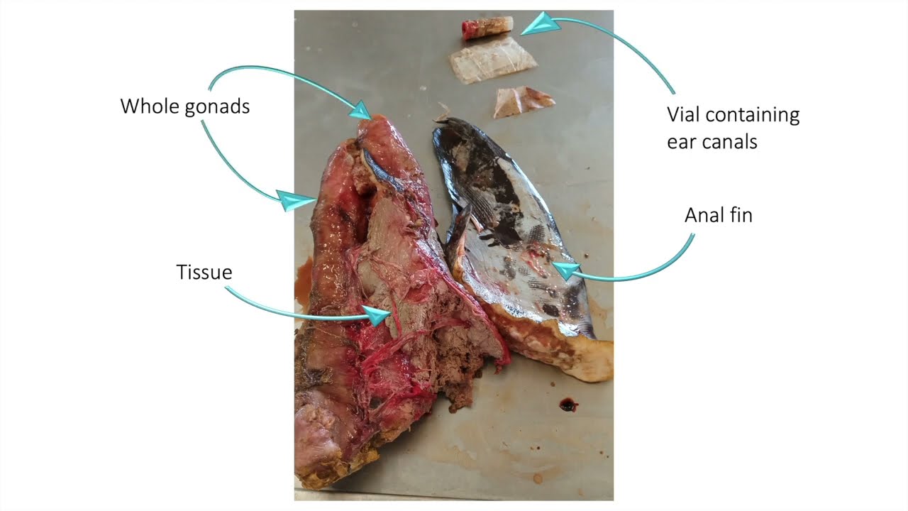 ICCAT Swordfish stock assessment - sample preparation for age and growth analysis
