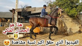 #ماشاء_الله اجمل حصان عربي بربري انا متأكد انكم ستعيدون الفيديوا اكتر من مرة 