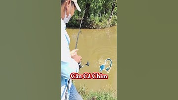 Cao Thủ Câu Cá Chim Là Đây #Shorts