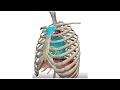 The Mediastinum (3D) - Dr. Ahmed Farid