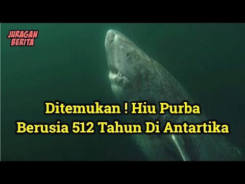 Rekaman Asli Penemuan Hiu Greenland Berumur 512 Tahun Di Antartika | Inilah Penampakan Hiu Greenland