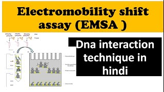 electrophoretic mobility shift assay (EMSA) BIOLOGY TECHNIQUE IN HINDI FOR SET,CSIR NET 2023
