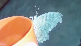 Taking Care Of Erflies