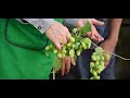What is in hops