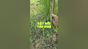 Quản lý cỏ tranh sao cho hiệu quả