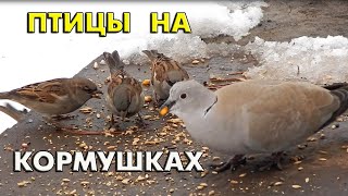 Птицы на кормушках на юге России и их зимние голоса (Птицы России) #ГолосаПтиц