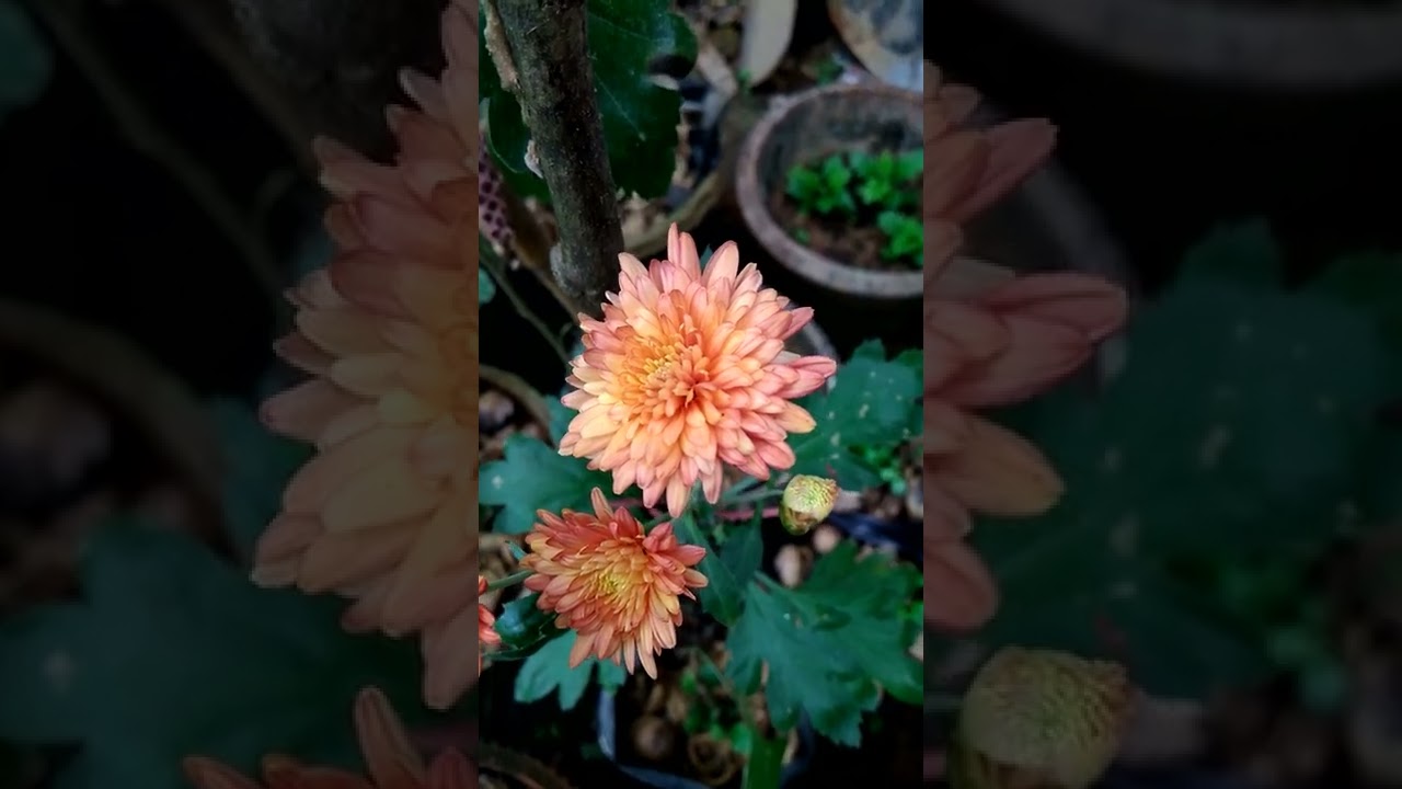 Hardy chrysanthemums YouTube