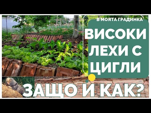 Видео: Придружаващо засаждане на чесън и домати - Поставяне на доматени растения до чесън