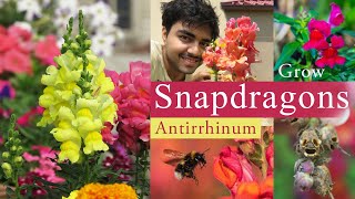 Snapdragon Flowers / Antirrhinum Plant Growing & Care