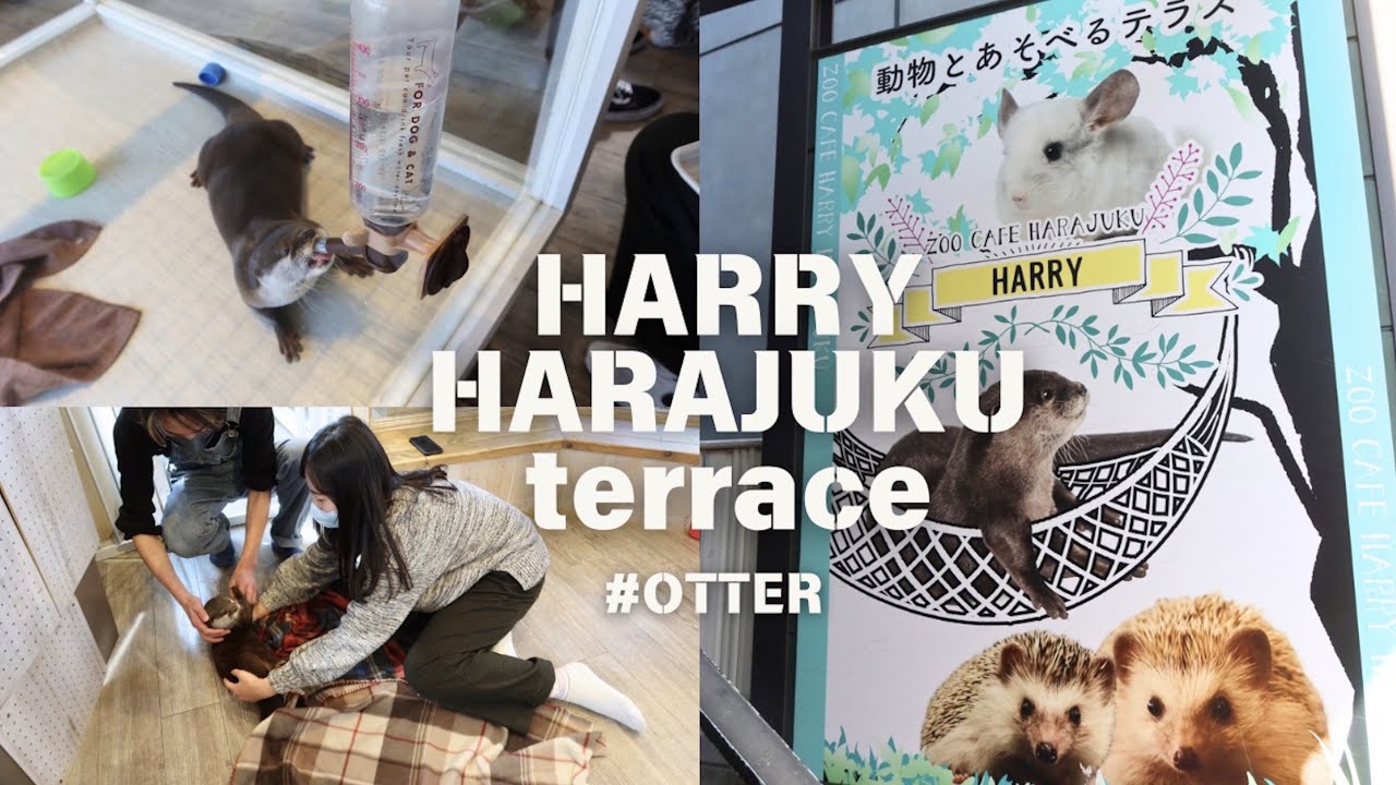 春春出去玩｜2023東京原宿水獺咖啡廳HARRY HARAJUKU terrace