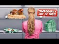 This is Why there's an EGG Shortage