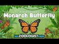 Monarch Butterfly Lifecycle and Migration Quiz