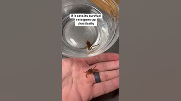 Can I raise a BABY OCTOPUS?!