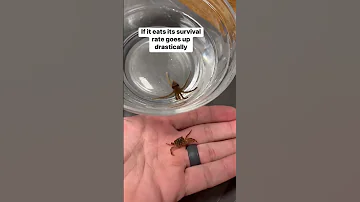 Can I raise a BABY OCTOPUS?!