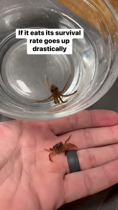 Can I raise a BABY OCTOPUS?!