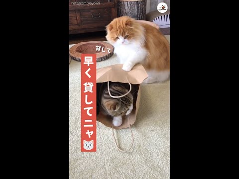 【お兄ちゃんが入っている紙袋が、どうしても欲しい弟ネコ！】→強行手段に出たその結末が…(｀；ω；´)