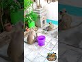“Hydration level: 10% drinking, 90% drama🐒|#trending #shorts #monkey #drink #viral #ytshorts #reels