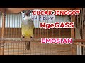 Masteran Burung Cucak Jenggot Jantan Gacor Emosian Ngegass Kicau Pidong Mp3 - Mp4 Download