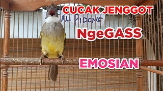 Pancingan Cucak Jenggot Jantan Gacor Emosian Ngegass | kicau pidong