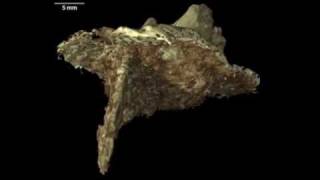 Evidence From a Pre-Clovis Mastodon Hunt