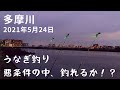 【多摩川　うなぎ釣り】2021年5月24日　条件の悪い日にあえて釣り調査！今年の多摩川…