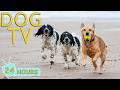 DOG TV: Best Videos Entertain to Help Dogs Feel Calm When Home Alone All Day - Happy Music for Dogs