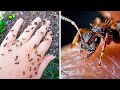 Worlds scariest insects you dont want to mess with