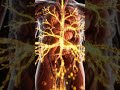 What Happens Inside Your Body After Eating an Onion? (3D Animation) #foodscience