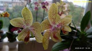 видео: Фаленопсис ДЖУЛИЯ (JULIA) от OPTI-FLOR. 10 месяцев в домашнем уходе: детки, развитие и 5 цветоносов! картинка: Фаленопсис ДЖУЛИЯ (JULIA) от OPTI-FLOR. 10 месяцев в домашнем уходе: детки, развитие и 5 цветоносов!