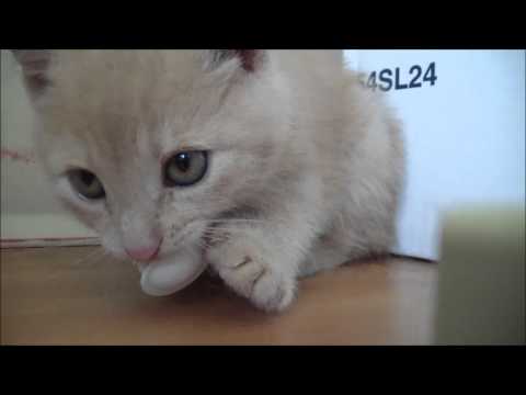 "i-no-share!"-cute-angry-kitten