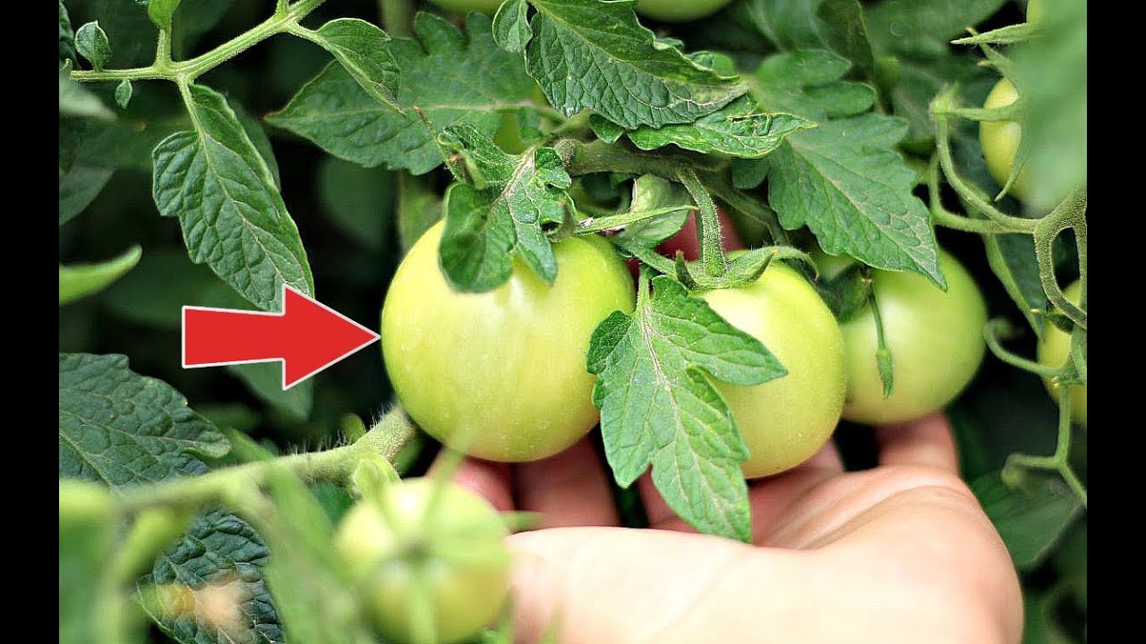 Сделайте это с помидорами в жару и увидите как увеличатся плоды! Как поливать помидоры в жару?