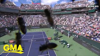 Bee swarm halts tennis match at Indian Wells