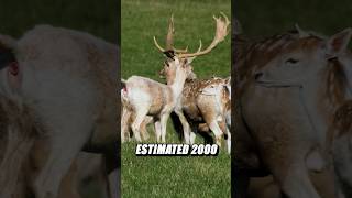 What’s happening to Catalina Island’s invasive deer? Latest updates & impacts #Catalina #Deer