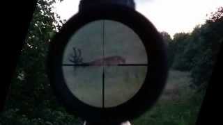 Delta Optical Titanium 2.5-15.5x56 field test in low light