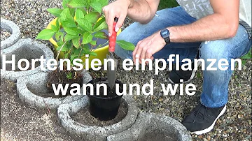 Kann man Hortensien auch in normale Erde Pflanzen?