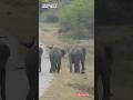 The three cute baby elephants #cutebaby #babyelephant #viral #shorts #animals #supercute #wildlife 🐘
