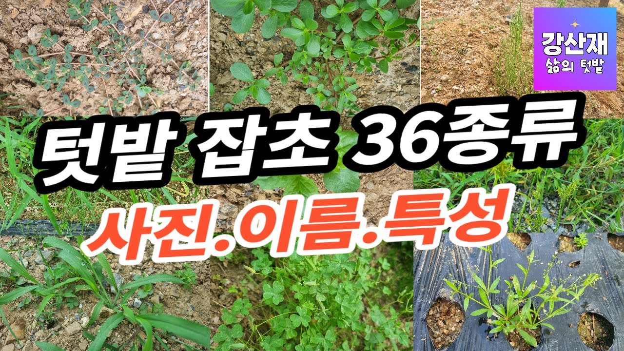 [텃밭 ] 잡초 36종류 사진과 이름과 특성입니다. - YouTube