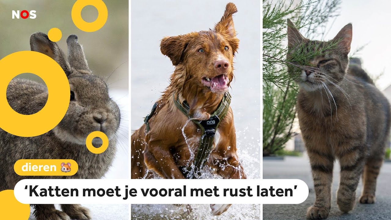 Zo kun je huisdieren helpen als het warm weer is