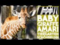 Tiergarten Schönbrunn: GIRAFFEN-Jungtier Amari 🦒 | zoos.media