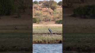 Marabou Stork #wildlife #shorts #foryou