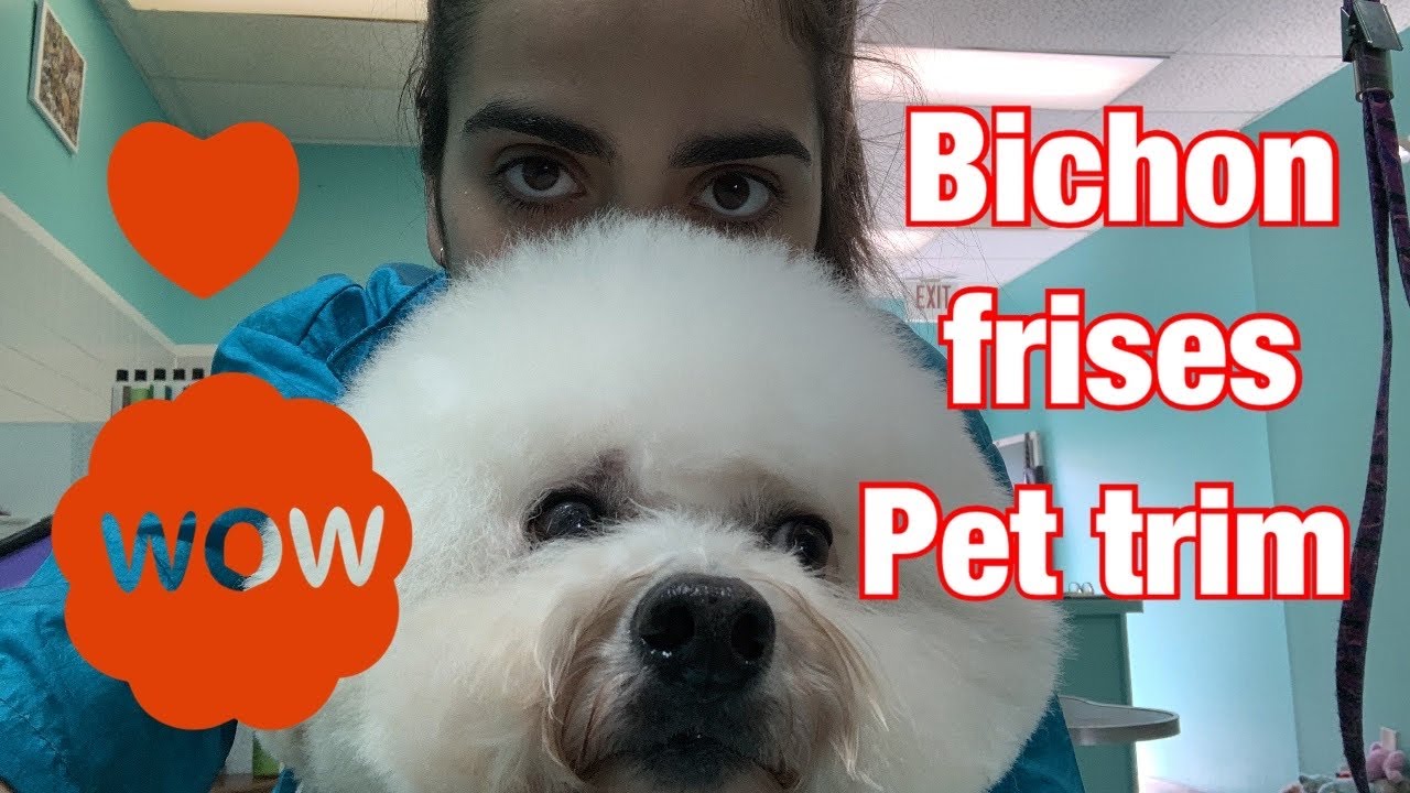 ✂️Bichon Frise haircut pet trim by professional groomer| Easy and fast haircut for bichon frise😍