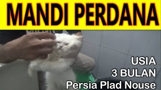 TUTORIAL Memandikan anak kucing usia 3 bulan untuk pemula pat 1