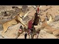 SIMBA ANANAWEZA KUMUUWA TWIGA TAZAMA HAPA Lion Kills Giraffe Lion Vs Giraffe SIMBA ANANAWEZA KUMUUWA TWIGA TAZAMA HAPA Lion Kills Giraffe Lion Vs Giraffe